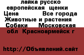 лайка русско-европейская (щенки) › Цена ­ 5 000 - Все города Животные и растения » Собаки   . Московская обл.,Красноармейск г.